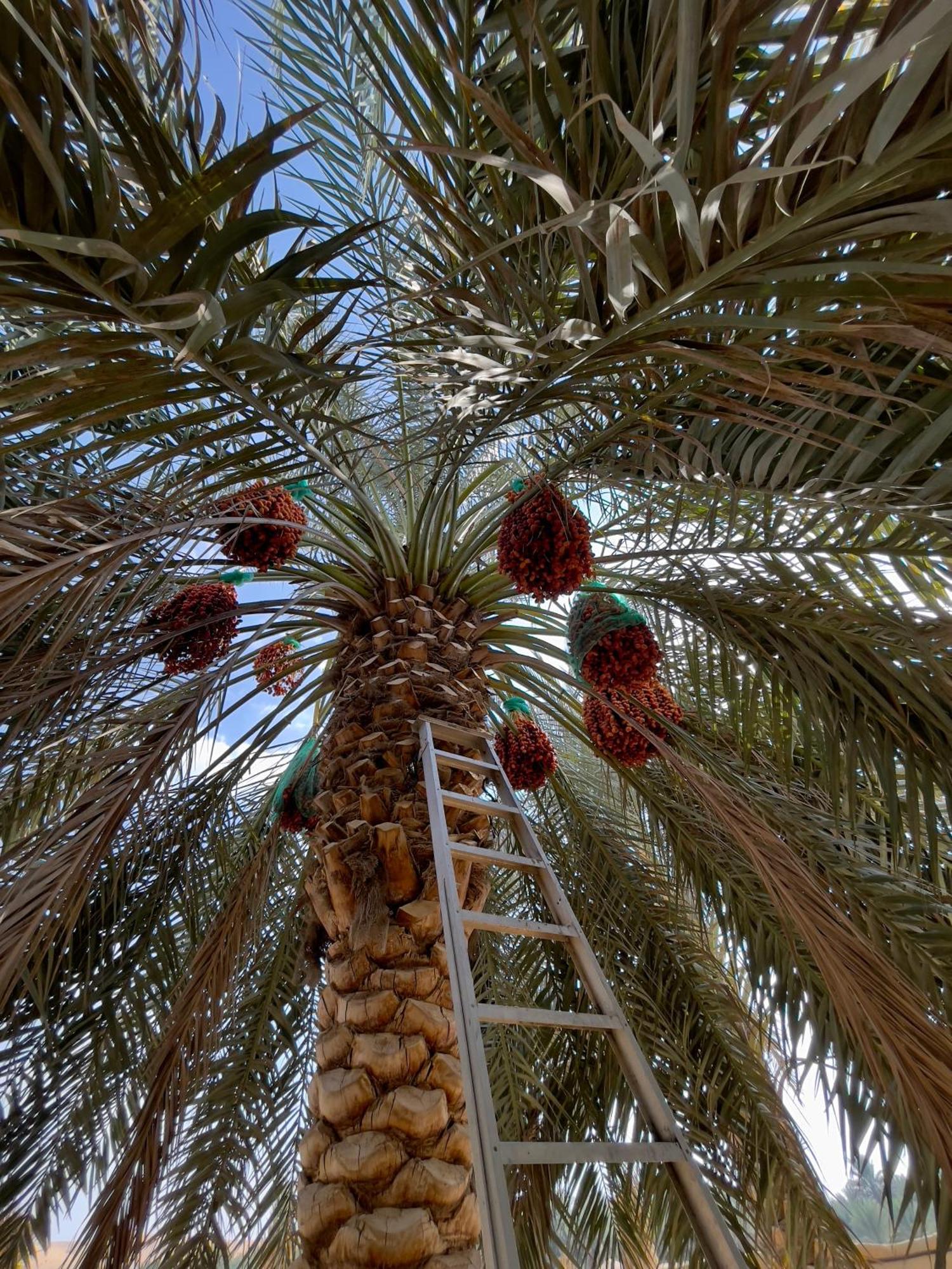 Liwa Nights ليالي ليوا Hotel Buitenkant foto